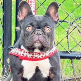 Mila - French Bulldog