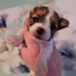 Teacup Clementine - Tan and white female Yorkshire Terrier puppy in West Enfield, Maine from GRIFFEY'S SPA AND KENNEL