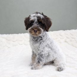 Australian Labradoodle, Cavapoo, Goldendoodle, Golden Mountain Doodle, and Poodle Puppies from Dawson's Royal Companions