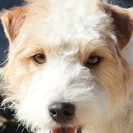 Ace - Jack Russell Terrier