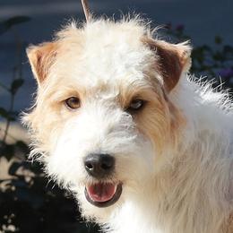 Ace - Jack Russell Terrier