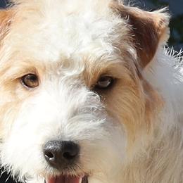 Ace - Jack Russell Terrier