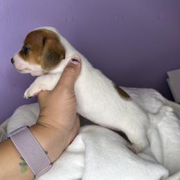Dachshund Puppies from Shannon Dolly’s Dachshunds