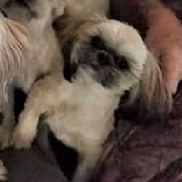 Finny - Shih Tzu