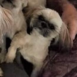 Finny - Shih Tzu