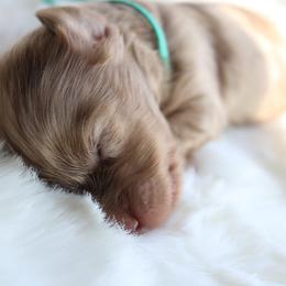 Spot - Chocolate and tan male Dachshund puppy in Peebles, Ohio from Cave Valley Hounds