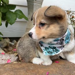 Pembroke Welsh Corgi puppies from Rocky field Corgis