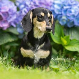 Dachshund puppies from Kaleidoscope Dachshunds and Whippets