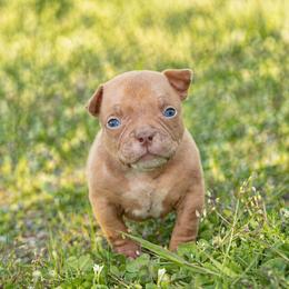Mighty Mouse - Brown male American Bully puppy in Puyallup, Washington from Gamer Bullyz