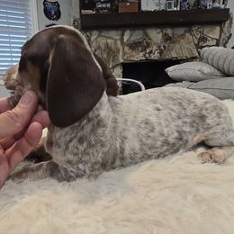 Girl 1 - Piebald female Dachshund puppy in Price, Utah from Stone Kennels