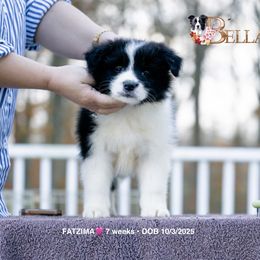 FATZIMA - Black and white female Border Collie puppy in Bryantown, Maryland from Bellaclan Border Collies