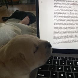 Labrador Retriever Puppies from Southern Tails Labradors