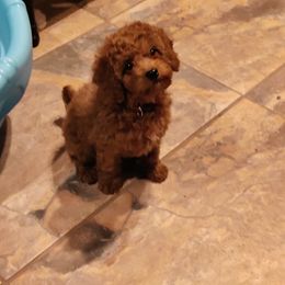 Coton de Tulear and Poodle Puppies from Legacy Pets