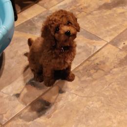 Coton de Tulear and Poodle Puppies from Legacy Pets