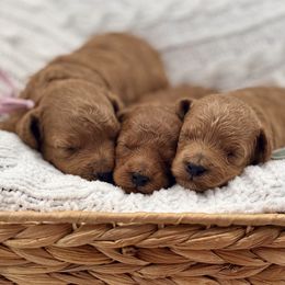 Bubbles - Red  female Poodle puppy in Munster, Indiana from Miranda’s Sunshine Poodles and Doodles