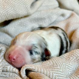 Flurry - Blue merle female Australian Shepherd puppy in Liberty Hill, Texas from Emerald Isle Australian Shepherds