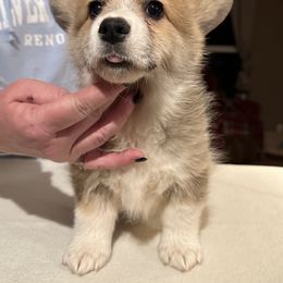 Great Dane and Pembroke Welsh Corgi Puppies from California Dreaming Great Danes & Corgis