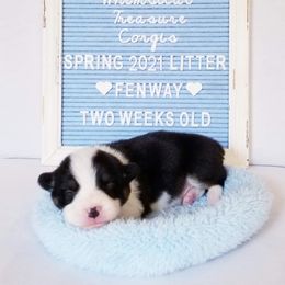 American Corgi and Pembroke Welsh Corgi Puppies from Whimsical Treasure Corgis