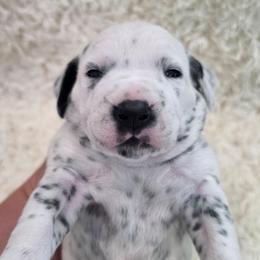 River (Blue Collar Boy) - White and black male Dalmatian puppy in Centereach, New York from LINY Dalmatians