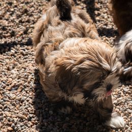 Lhasa Apso Puppies from Floofie Butts