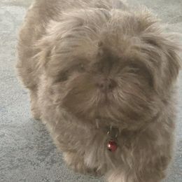 Emma - Lilac female Shih Tzu puppy in Trinity, North Carolina from Trinity Shih Tzu
