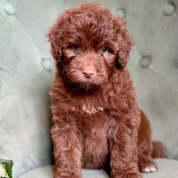 Big Jim - Brown and white male Aussiedoodle puppy in Jackson, Tennessee from Dinah Doodles and Aussies