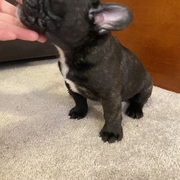 French Bulldog Puppies from Fur Royalty Frenchies