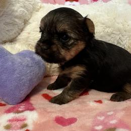 Yorkshire Terrier Puppies from Galaxy Kennel