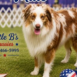 Bentlee - Miniature Australian Shepherd