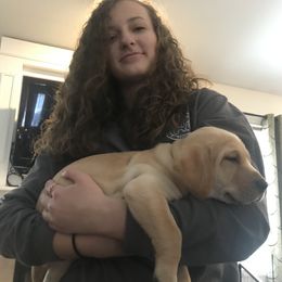 Labrador Retriever Puppies from Sycamore Kennels