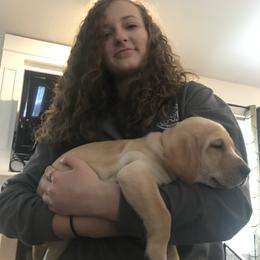 Labrador Retriever Puppies from Sycamore Kennels