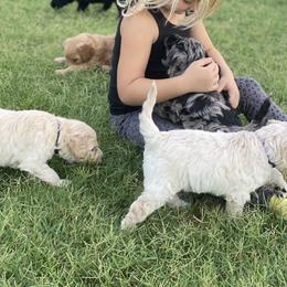 Double Doodle, Goldendoodle, and Labradoodle Puppies from Wilson Family Companions