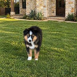 French Fry - Black tri male Toy Australian Shepherd puppy in Anson, Texas from Diamond Bar N Ranch