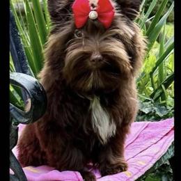Julia Russian Import - Yorkshire Terrier