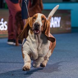 Basset Hound All Grown Up from Castlewood Basset Hounds