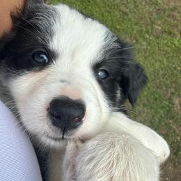 Till - Black and white male Border Collie puppy in Mckinney, Texas from Border Collies of Ruidoso