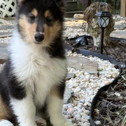 Collie Puppies from Edenmore collies