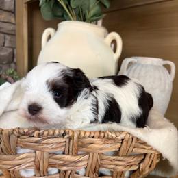 Alice - Parti female Miniature Schnauzer puppy in Calera, Alabama from Tuck’s Farmstead