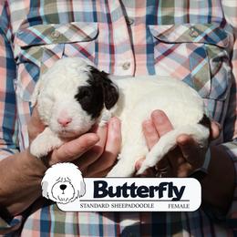 Butterfly - Black and white female Sheepadoodle puppy in Cleveland, Tennessee from Narrow Path Old English & Sheepadoodles