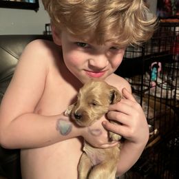 Bernedoodle, Goldendoodle, and Poodle Puppies from Poodle and Doodle Haven