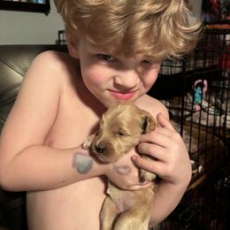 Bernedoodle, Goldendoodle, and Poodle Puppies from Poodle and Doodle Haven