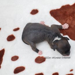 Chinese Crested Puppies from Qilin Chinese Crested