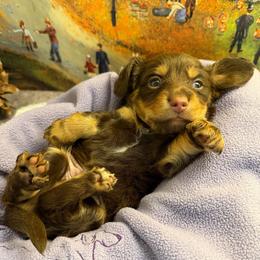 Gizmo (2800) - Chocolate and tan male Dachshund puppy in Hensley, Arkansas from The Dachshund Barn