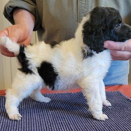 Poodle Puppies from Chapel Hill Poodles
