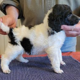 Poodle Puppies from Chapel Hill Poodles
