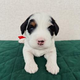 Prongs - Tri-color male Bernedoodle puppy in Apache Junction, Arizona from Coffey House Doodles