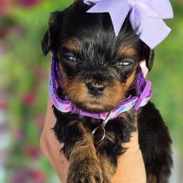 Tiny Purple Collar - Phantom female Bernedoodle puppy in Vernon, Texas from Sugarland's Texas Goldendoodles