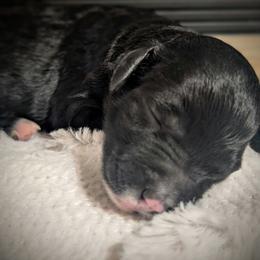 Stelline - Black female Sheepadoodle puppy in Berwick, Pennsylvania from Wright’s Wiggle Butts