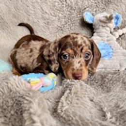 Dachshund Puppies from Silver Sage Dachshunds