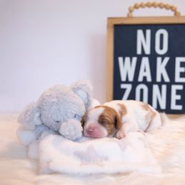 Cavalier King Charles Spaniel Puppies from CURTIS CAVALIERS